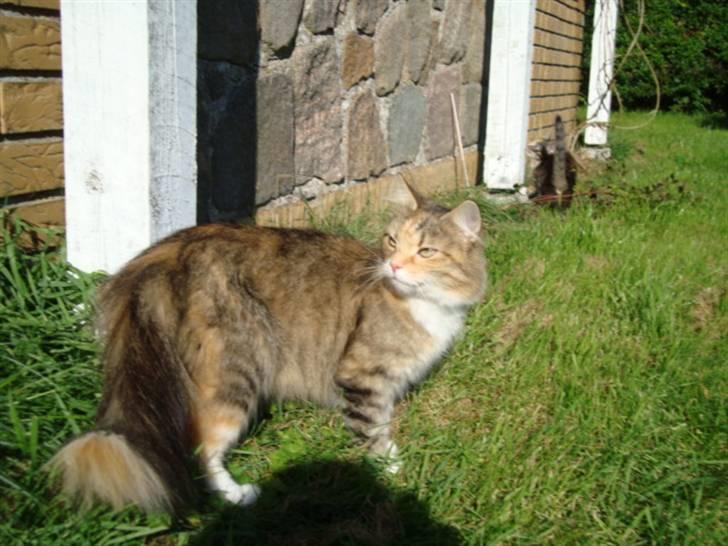 Blanding af racer fire i himlen ;( - dette billede må ikke kopires. :o) billede 11