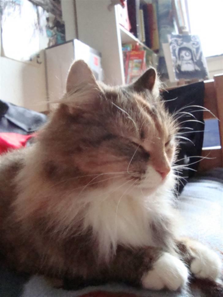 Blanding af racer fire i himlen ;( - dette billede må ikke kopires. :o) billede 12