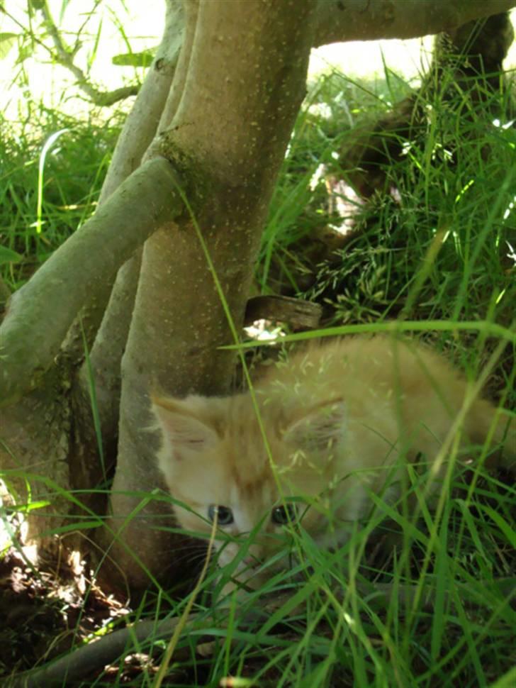 Blanding af racer oskar - lillle osker som killing. mor viser mig rundt XD billede 9