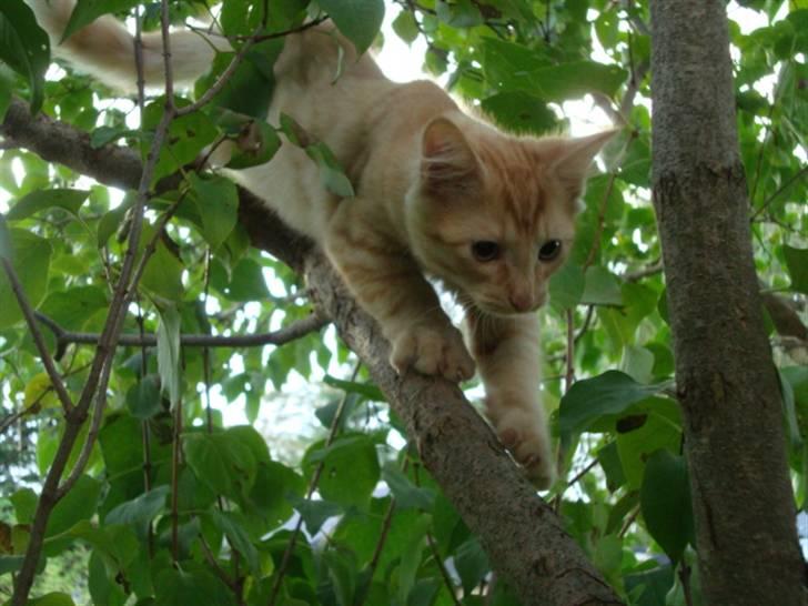 Blanding af racer oskar - oskar i træ :o) billede 10