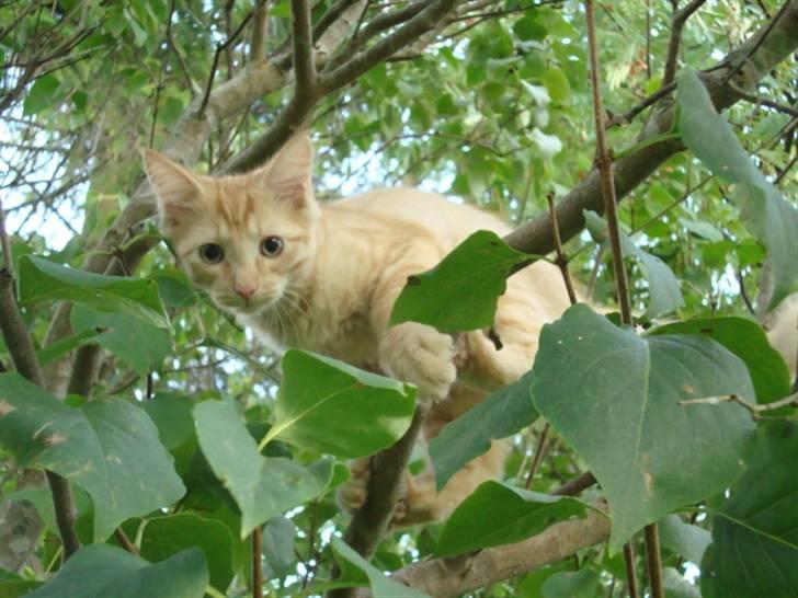 Blanding af racer oskar - oskar  i træ  billede 11