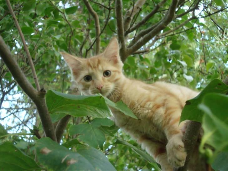 Blanding af racer oskar - oskar i træ ;p billede 12