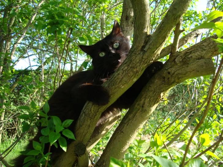 Blanding af racer turbo - Turbo og hendes unge :p dette billede må ikke kopires. billede 1