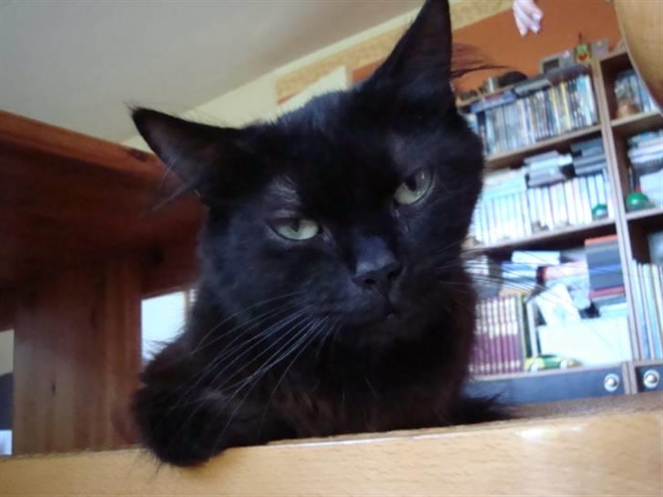 Blanding af racer turbo - dette billede må ikke kopires.XD billede 2