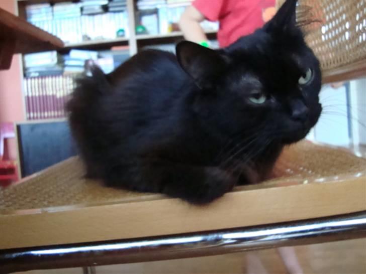 Blanding af racer turbo - dette billede må ikke kopires.XD billede 3