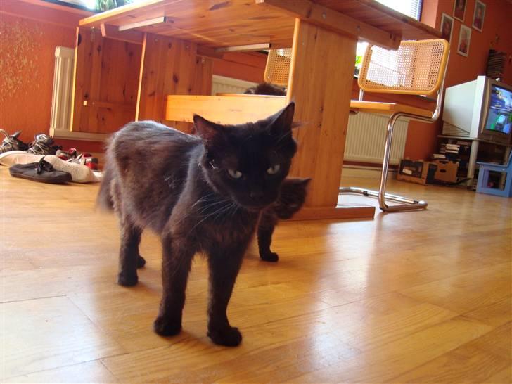 Blanding af racer turbo - Turbo og hendes unge :p dette billede må ikke kopires. billede 4