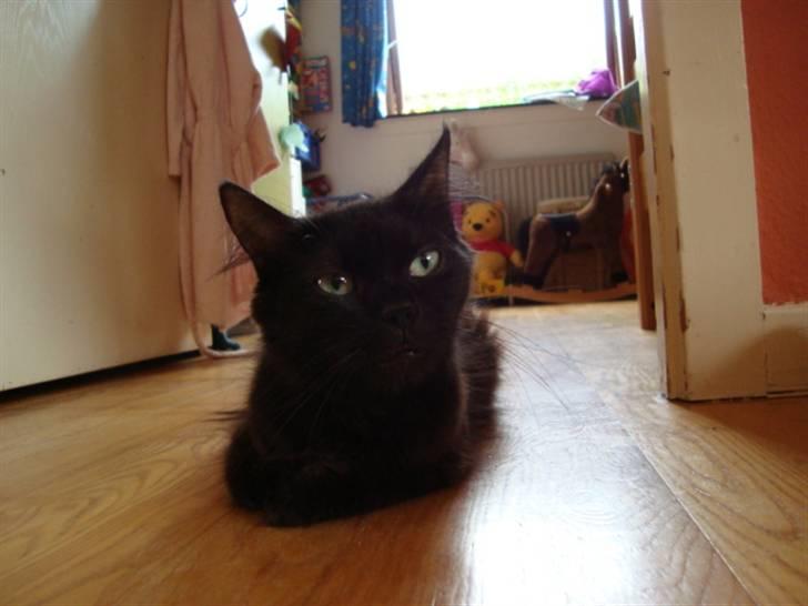 Blanding af racer turbo - dette billede må ikke kopires.XD billede 5