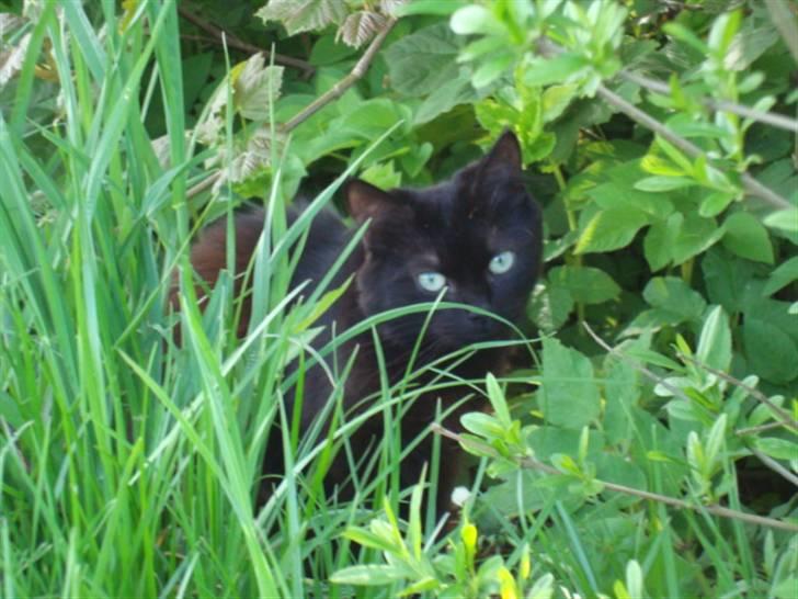 Blanding af racer turbo billede 6