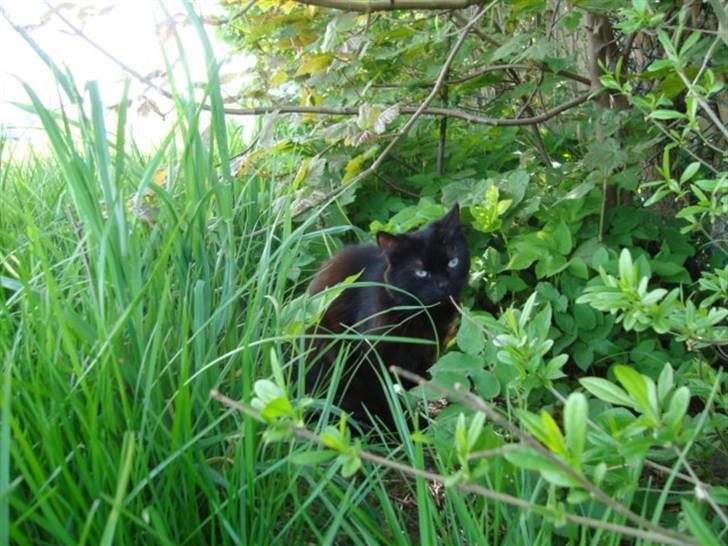 Blanding af racer turbo billede 7