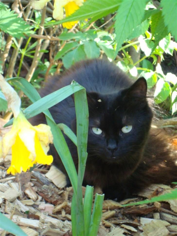 Blanding af racer turbo billede 8