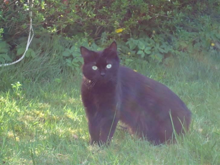 Blanding af racer turbo billede 9