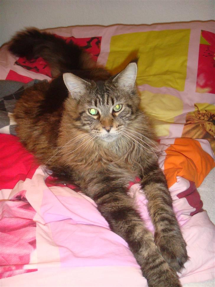 Maine Coon Tabby billede 19