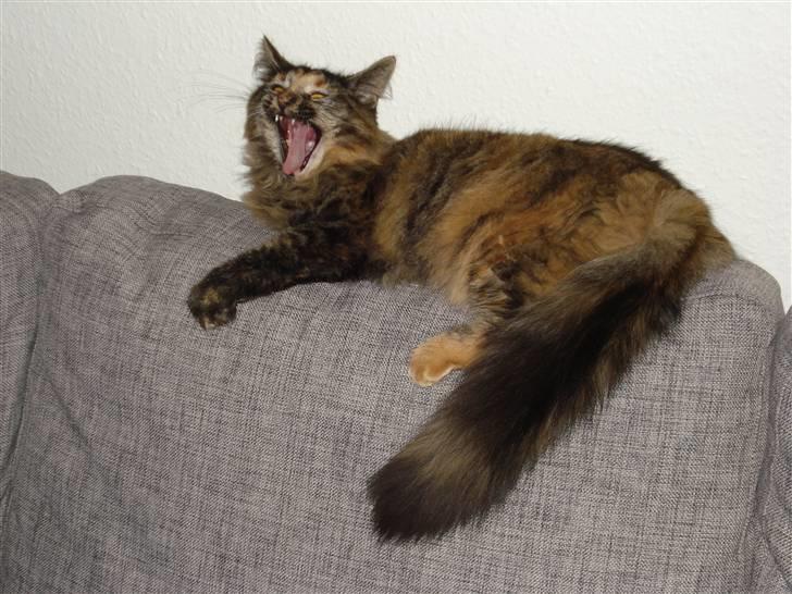Maine Coon Silja billede 6