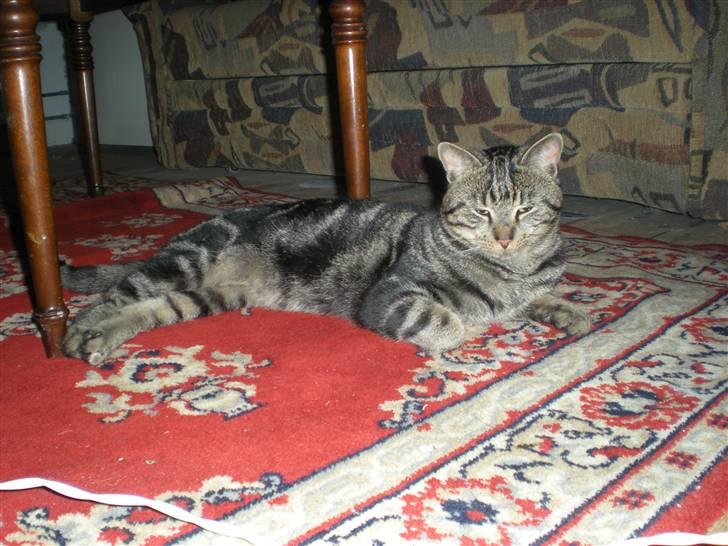 Blanding af racer Oskar - Velkommen til Oskar´s profil! :-) billede 1