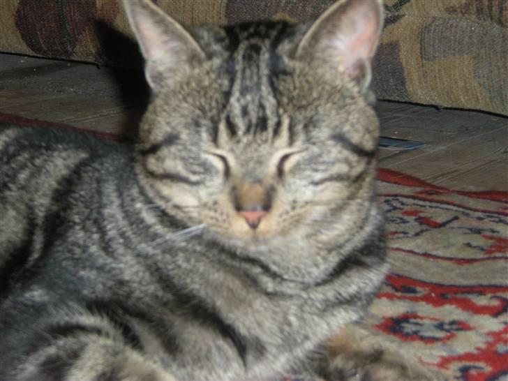 Blanding af racer Oskar - Den søde sover! :-) billede 2