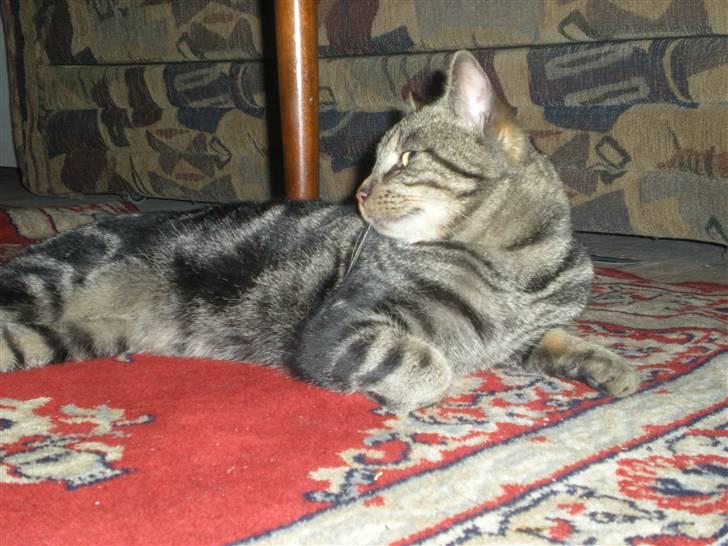 Blanding af racer Oskar - "Sagde du noget?" billede 3