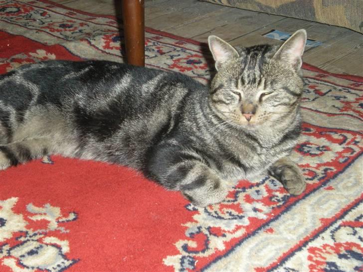 Blanding af racer Oskar - Søøøde kat :-) billede 4