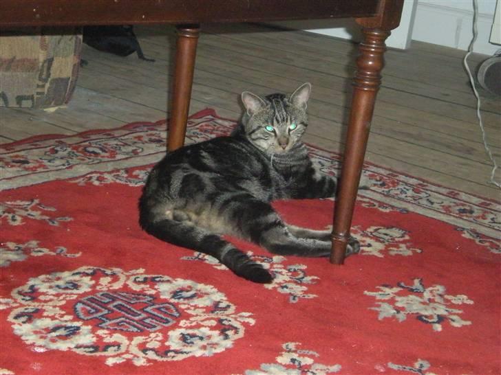 Blanding af racer Oskar - Ligger lige og slapper af! billede 5