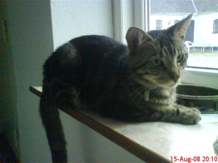 Blanding af racer Oskar - Første gang jeg så ham! :-) billede 6