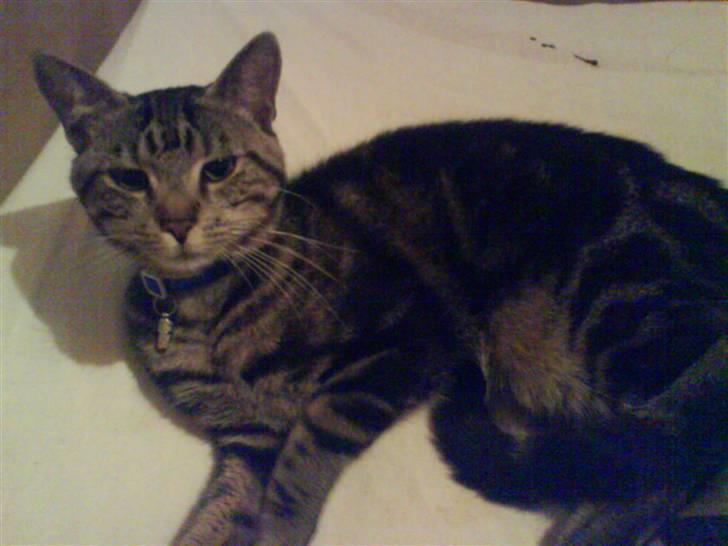 Blanding af racer Oskar - I sommers... Stadig bare en stor killing. billede 7