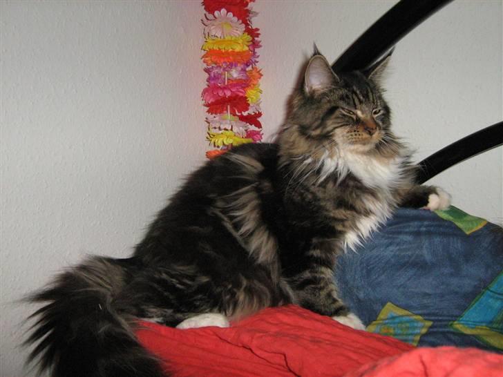 Maine Coon Lucky - Juleferie 2008 billede 15