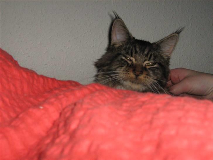 Maine Coon Lucky - Umm det er ret godt at blive nusset lidt billede 16
