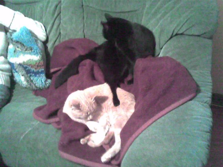 Huskat Bjæver **Bortgivet** - Han hygger :b billede 7