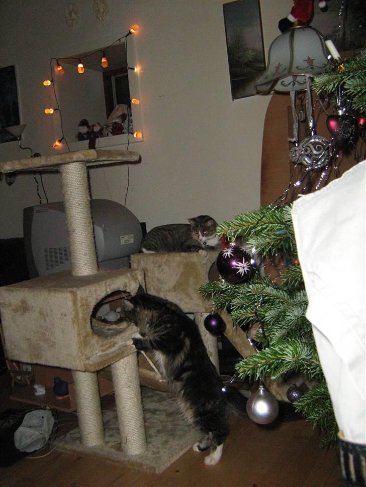 Maine Coon Lucky - Hva dælen er det for noget? billede 17