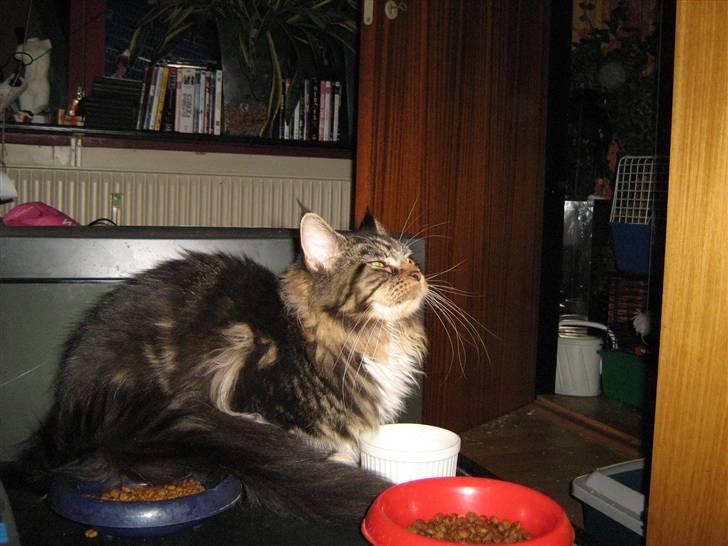 Maine Coon Lucky - Kommer du med mere mad? billede 18