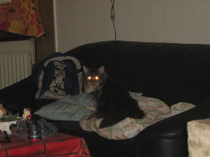 Maine Coon Lucky - Lucky på listefødder billede 19