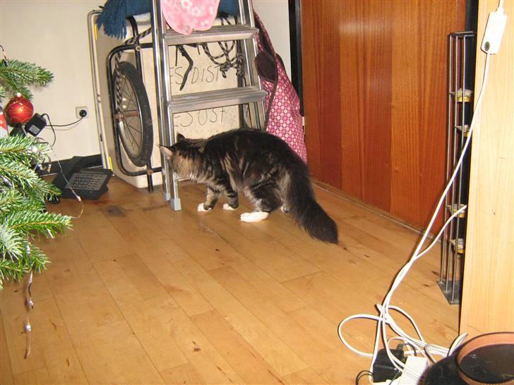 Maine Coon Lucky - Hva mon det er? billede 20