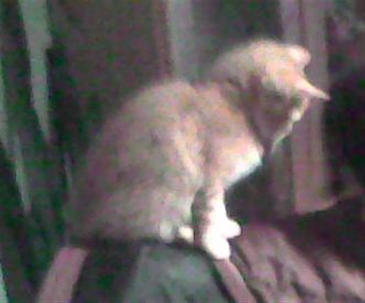 Huskat Bjæver **Bortgivet** - Undskyld kvaliteten.. billede 8