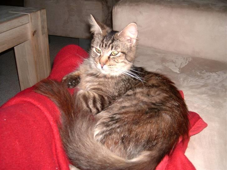 Maine Coon Nelly billede 6
