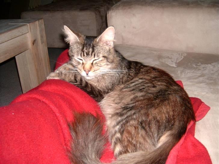 Maine Coon Nelly billede 7