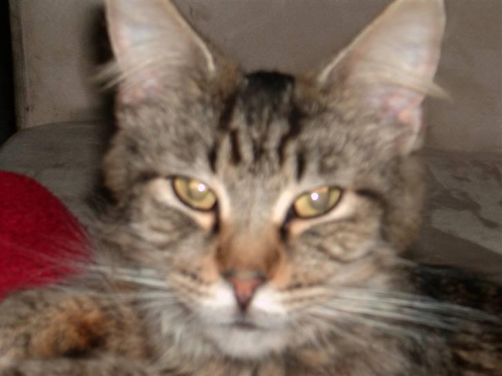 Maine Coon Nelly billede 8