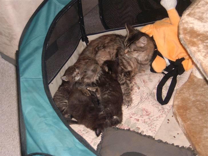 Maine Coon Nelly - Nelly med killinger billede 9