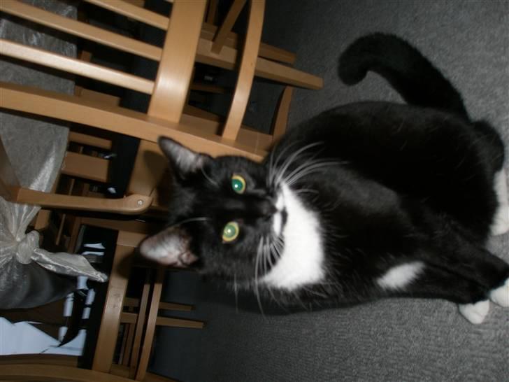 Huskat bølle - jeg kigger ud på fuglene billede 1