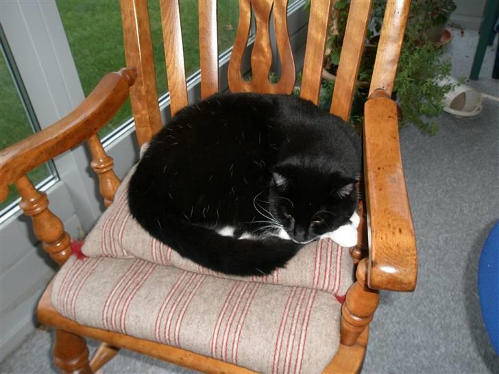 Huskat bølle - jeg tager mig lige en lur i en figtig god stol jeg kender billede 2