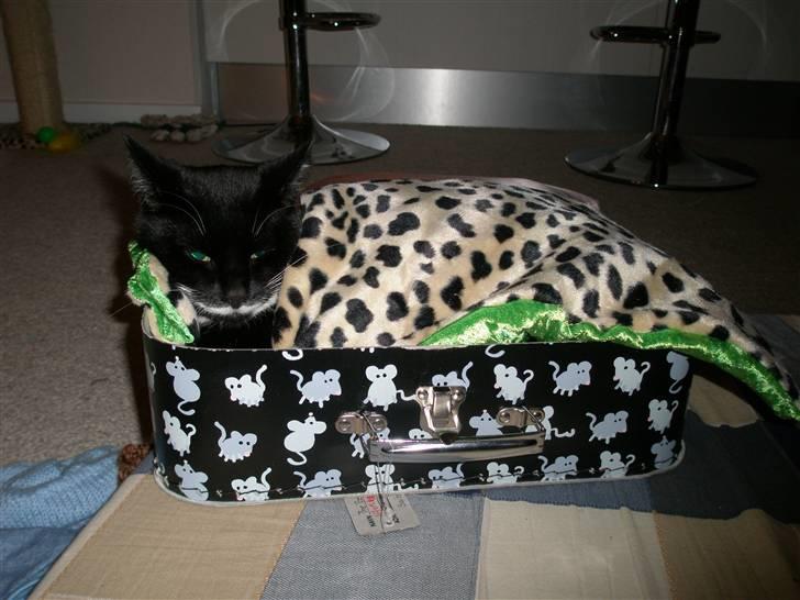 Huskat bølle - min eger har taget en kuffert med hjem som også var rat god at ligge i  billede 3