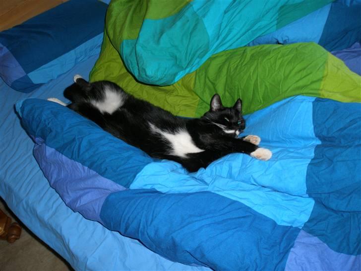 Huskat bølle - jeg har også lige funet min mors seng  billede 4