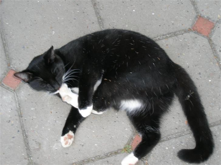 Huskat bølle - når jo jeg kunne jo også lige lege lidt billede 5