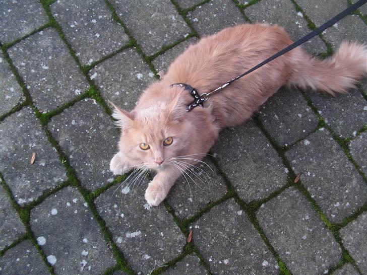 Maine Coon bastian billede 9
