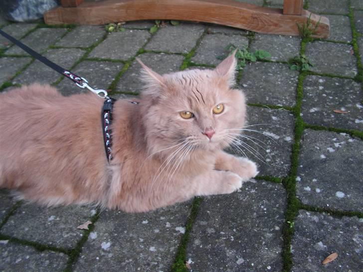 Maine Coon bastian billede 10