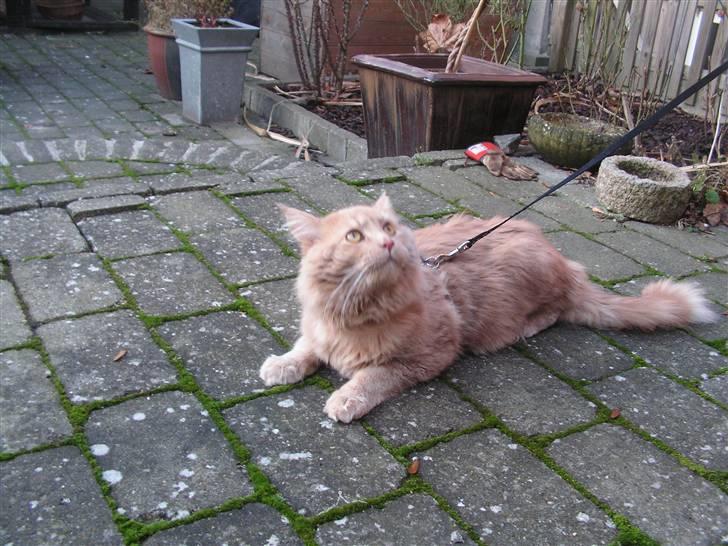 Maine Coon bastian billede 11