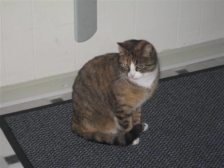 Huskat mini billede 8