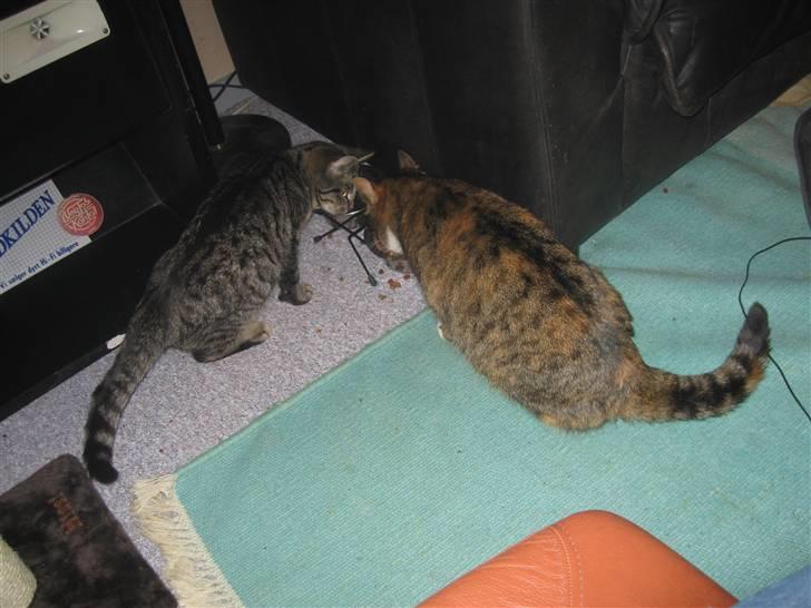 Huskat mini billede 9