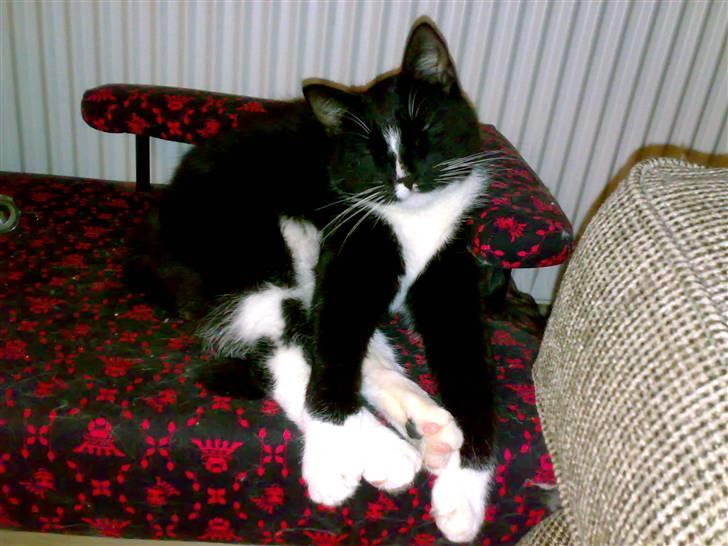 Huskat San-Chan Killmouski  - Lykkelig San-Chan på sin Ikea-fofa billede 1