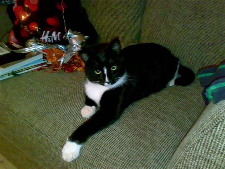 Huskat San-Chan Killmouski  - Anden dag i huset og allerede faldet til :) billede 2