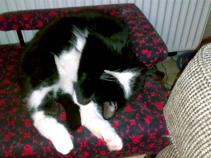 Huskat San-Chan Killmouski  - zzzz billede 3