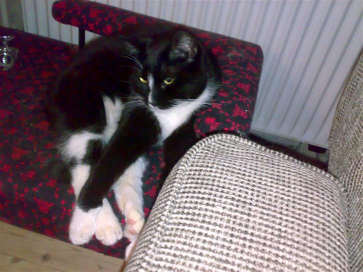 Huskat San-Chan Killmouski  billede 4